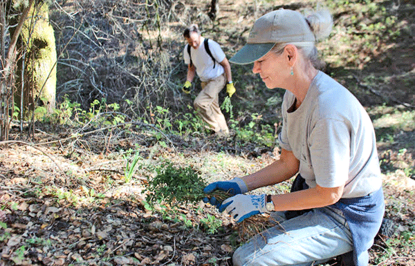Local volunteers honor MLK Day with Quail Hollow Ranch habitat restoration