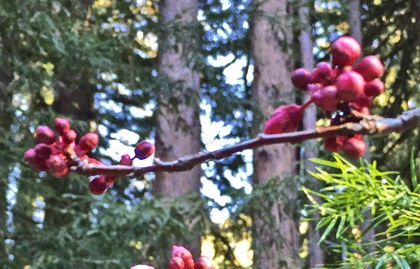 The Mountain Gardener: What to do in the garden now