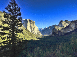 The Mountain Gardener: Yosemite: Fire, water, renewal
