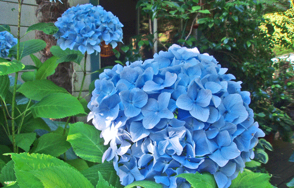 The Mountain Gardener: Hydrangeas — summer drama for the garden and when to prune them
