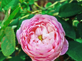 The Mountain Gardener: Pruning roses for blooms and vigor