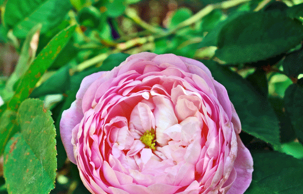 The Mountain Gardener: Pruning roses for blooms and vigor