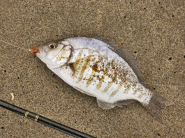 Let’s Go Fishin’: Beaches provide warm weather and hot fishing