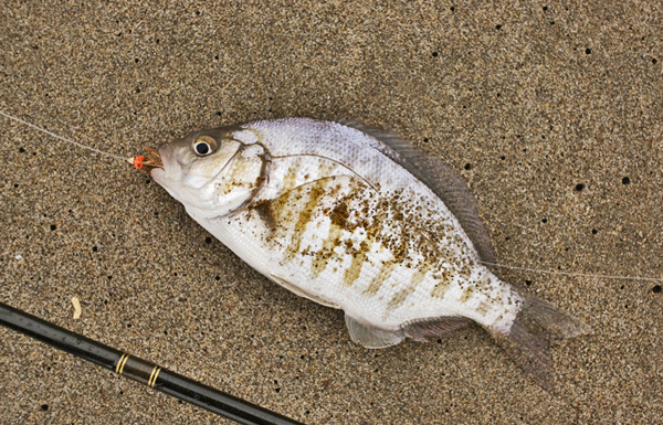 Let’s Go Fishin’: Beaches provide warm weather and hot fishing