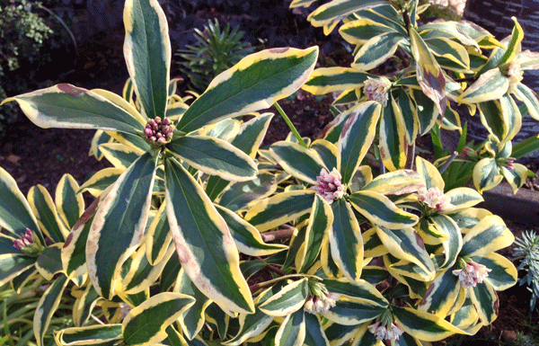 The Mountain Gardener: Will any plants thrive in dry shade?