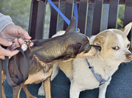 Pet Section: CAPE rescues aging and special needs dogs