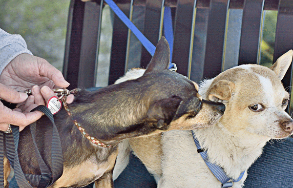 Pet Section: CAPE rescues aging and special needs dogs