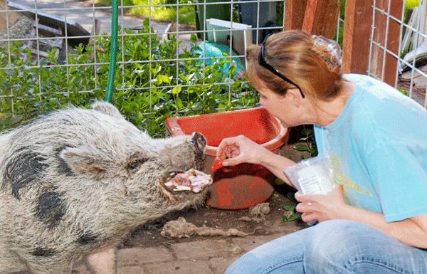 Pet Section: Miniature pigs — Good pets, but only for responsible owners