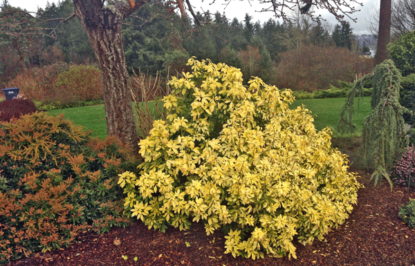 The Mountain Gardener: Plant secrets you can use from Fox Island