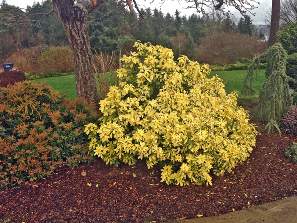 The Mountain Gardener: Plant secrets you can use from Fox Island