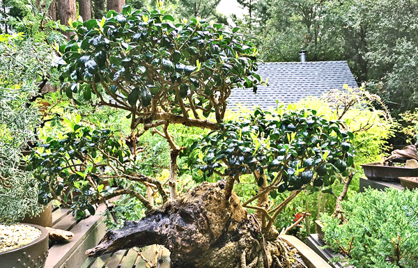 The Mountain Gardener: The continuing saga of my raffle-winning bonsai