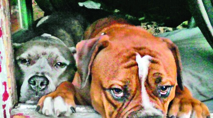 Pet Photo Contest