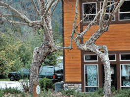Scotts Valley’s Tree Circus, Lost World revisited Part 1