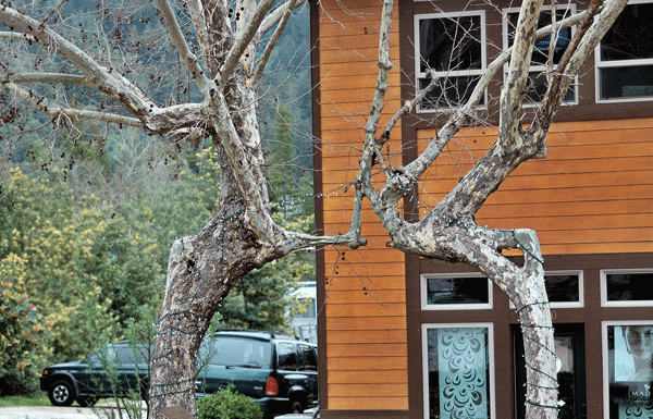 Scotts Valley’s Tree Circus, Lost World revisited Part 1