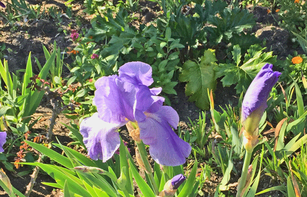 The Mountain Gardener: An adventure in Wildflower Country