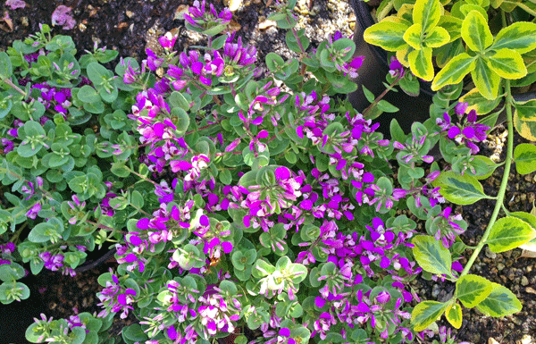 The Mountain Gardener: The garden of our dreams vs. The real world