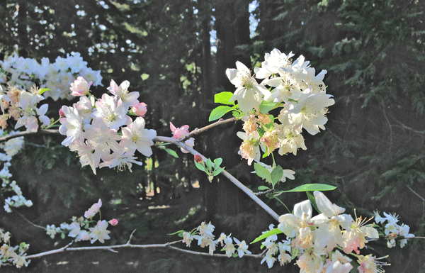 The Mountain Gardener: April: For everything there is a season