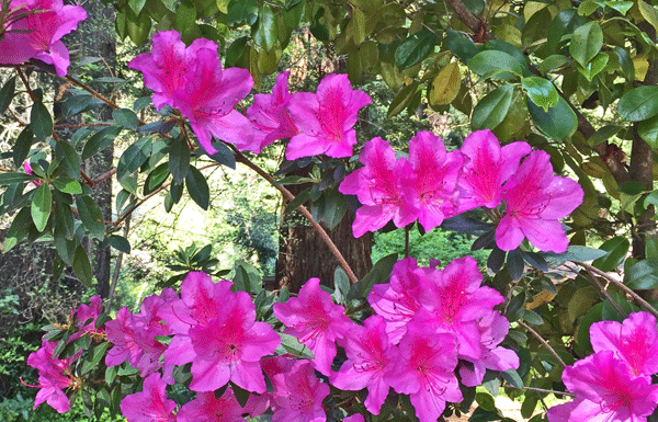 The Mountain Gardener: Celebrating May in the Garden