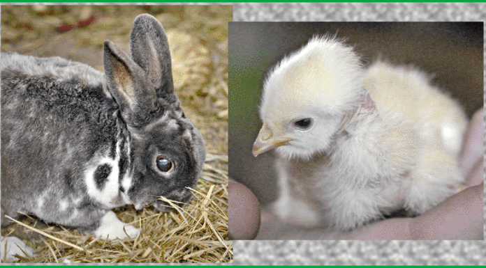 Animal advocates say think twice before buying pets as Easter gifts