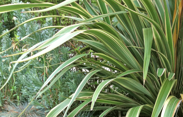 Home & Garden: The Mountain Gardener: Planning for the dry season, Step 1: Lose the lawn