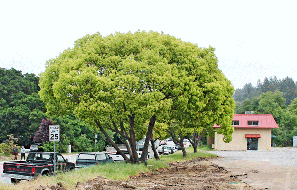 Landscape project to kick off fundraising campaign for Boys and Girls Club