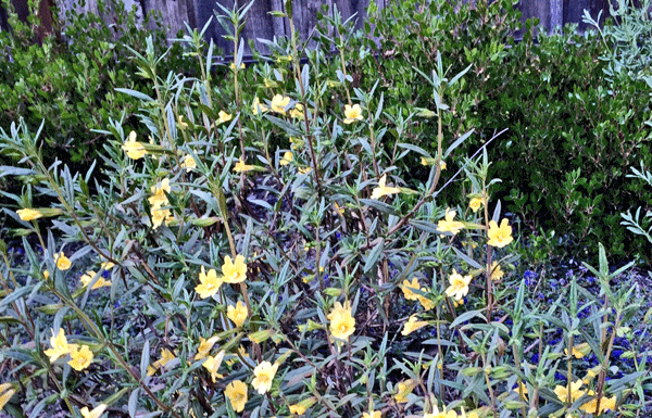 The Mountain Gardener: You’ve got to have a plan