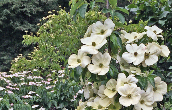 The Mountain Gardener: The Best Dogwoods and How to Grow Them