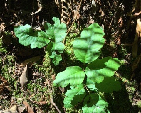 The Mountain Gardener: Keeping gardening facts straight