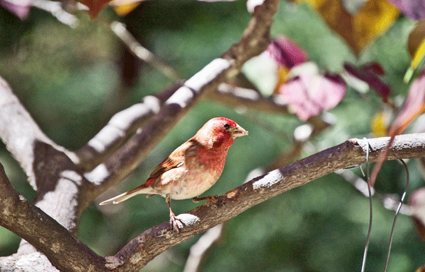 The Mountain Gardener: Planting and Watering for Birds and Butterflies
