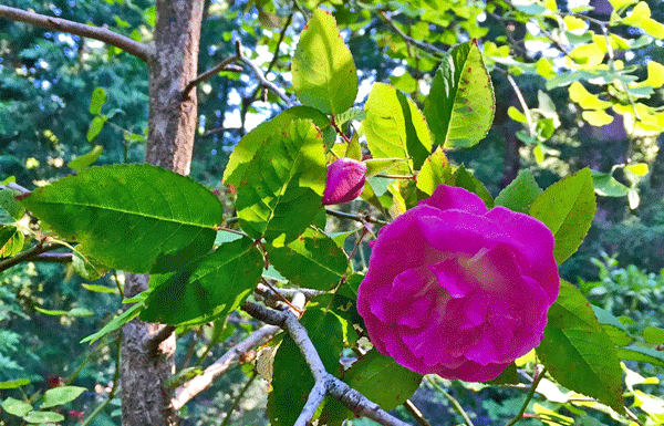 The Mountain Gardener: Vines — what, where, and how