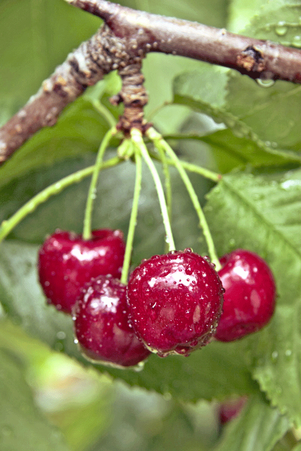 The Mountain Gardener: What to Do in Early Summer in the Garden