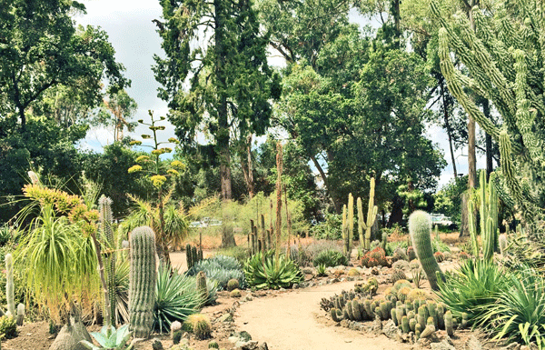 The Mountain Gardener: How the Angel of Grief turned into a Cactus Garden