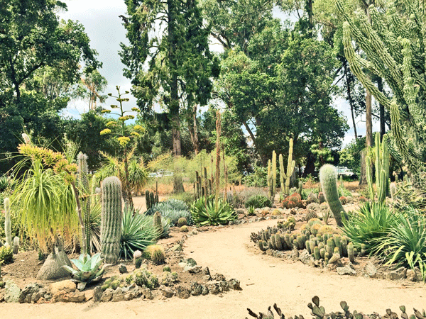 The Mountain Gardener: How the Angel of Grief turned into a Cactus Garden