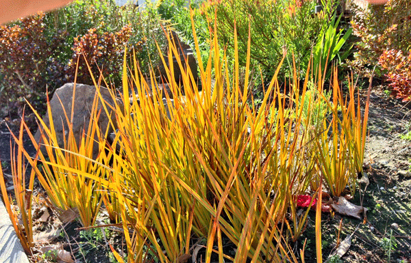The Mountain Gardener: Tips for new landscaping after replacing a Lawn