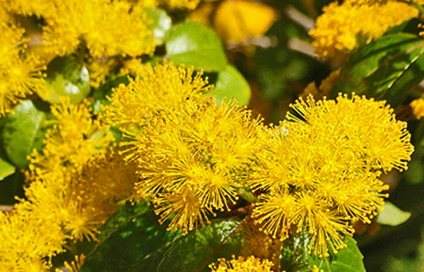 The Mountain Gardener: Screen your neighbor with Low Water Use Plants