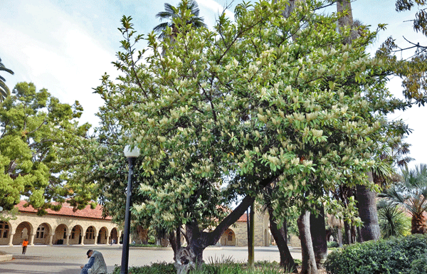 The Mountain Gardener: Save Water — Save Trees