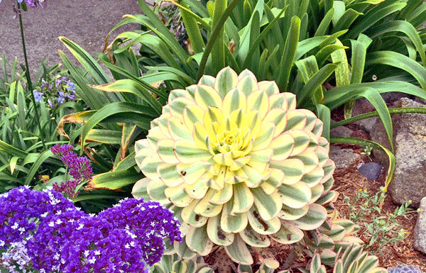 Mountain Gardener: Save Water in the Garden like they do in Carmel