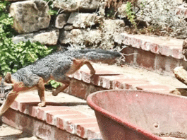 Grey wolf pups sighted in Northern California and grey fox pups sighted in the Santa CruzMountains