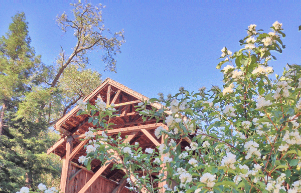 The Mountain Gardener: “Good Plants to Control Erosion”
