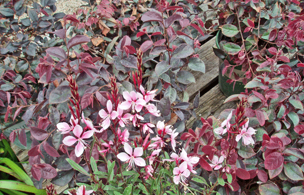 The Mountain Gardener: “What to Do in the September Garden”