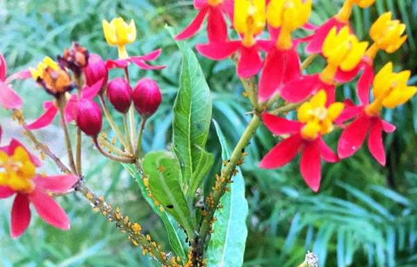 The Mountain Gardener: “Troubles in the Garden”