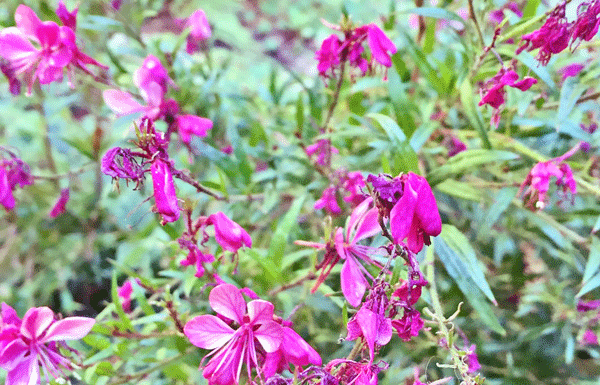 The Mountain Gardener: “Confessions of the Mountain Gardener”