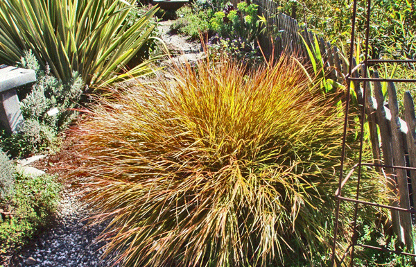 The Mountain Gardener: Great Grasses for The Santa Cruz Mountains