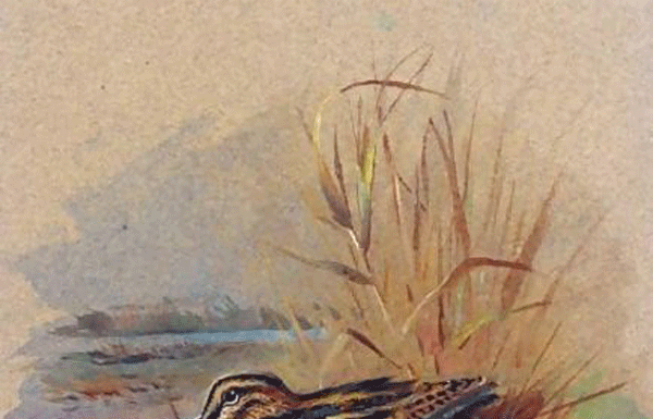 Snipe hunt