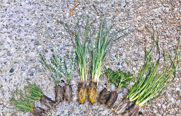 The Mountain Gardener: “Changing Times, Changing Gardens”