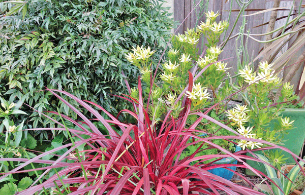 The Mountain Gardener: “Plant Combinations that Inspire”