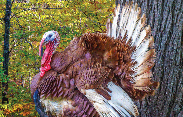 California Department of Fish and Wildlife recommends wild game turkey for Thanksgiving Dinner