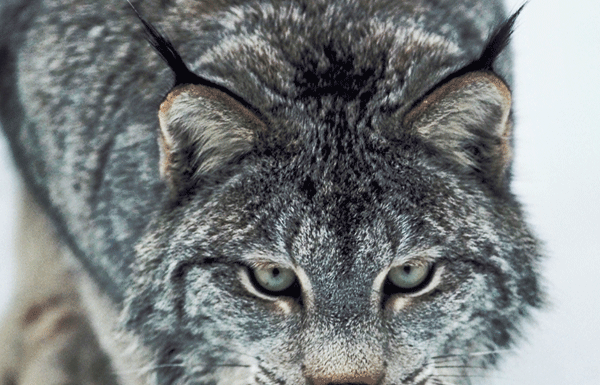 It is now illegal to trap bobcats in California