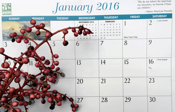 The Mountain Gardener: “Ring in the New Year with Gardening Resolutions”