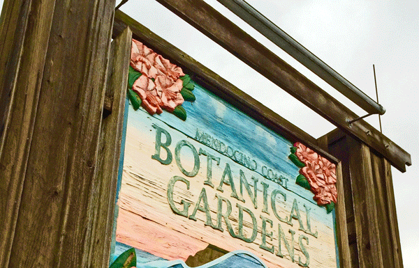 The Mountain Gardener: Exploring Mendocino Coast Botanical Gardens